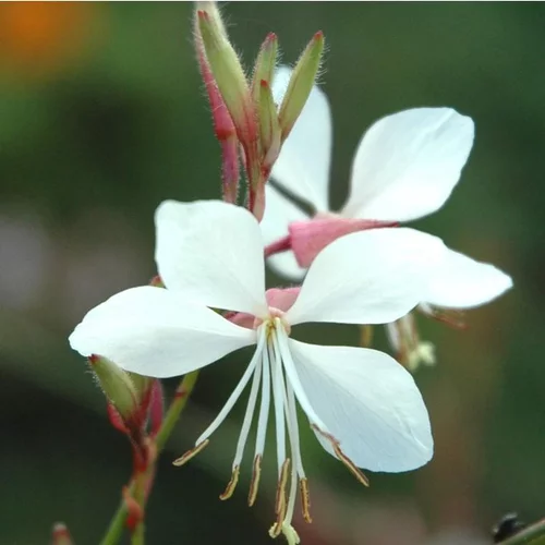 Le choix pour l’extérieur:Gaura blanc. Le pot de 4 litres