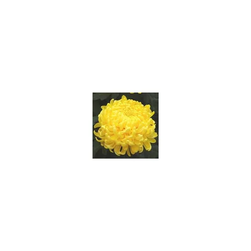 Pour la vie au jardin：Chrysanthème à grosses fleurs. La coupe de 35/40 cm