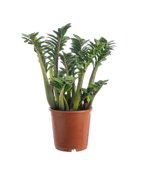Équipement pour le jardin:Zamioculcas Zanzi vert. Le pot Ø 21 cm