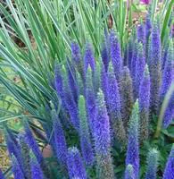 Pour vivre dehors:Veronica Spicata - Le pot de 5 litres