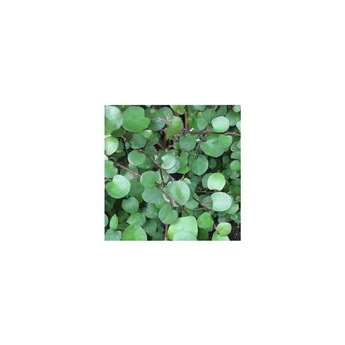 Pour vos projets extérieurs：Muehlenbeckia Complexa - Le pot de 2 litres
