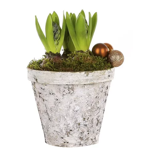 Pour un extérieur à votre image：Composition 3 jacinthes pot bouleau - La composition