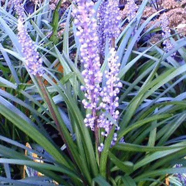 6 x Liriope muscari – Liriope muscari 'Ingwersen', godet 9cm x 9cm