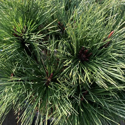 Parfait au jardin：Pin (Pinus) Nigra Brepo tige extra. Le pot de 35 litres