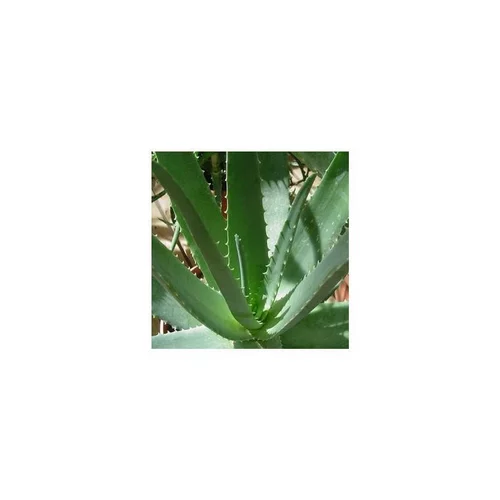 Pour tous jardins：Aloe Vera - Le pot de 0,5 litre