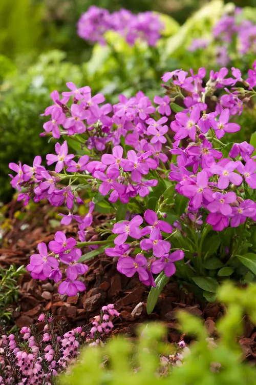 Idée jardin：Arabette de Californie - Le pot de 2 litres