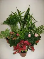 Pour vos besoins extérieurs：Schlumbergera ou Cactus de Noël. Le pot de Ø 9 cm
