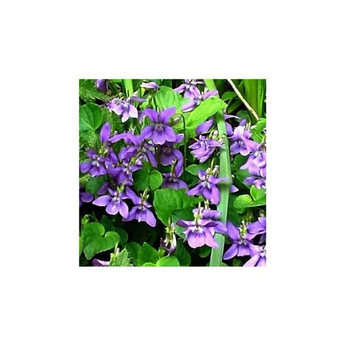 Extérieur fonctionnel:violette Odorante bleue - Le pot de 1 litre