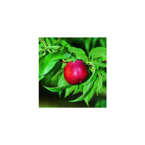 Une idée pratique pour le jardin:Nectarinier Nectared 6 ®. Le pot de 10 litres forme gobelet