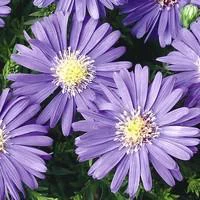 Nature pour le jardin：Aster vivace - Le pot de 8 litres