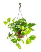 Style extérieur:Pothos Aureus suspension Ø20xH45 cm