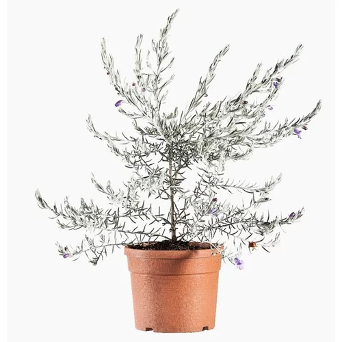 Pour mieux profiter du jardin:Eremophila Nivea ou Érémophile soyeuse. Le pot de 3 litres