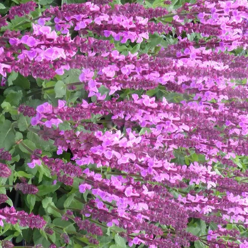 Solution pratique：Sauge Nemerosa Sensation Cpt Bright Rose - Le pot de 12 cm