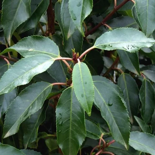 Pour mieux organiser vos extérieurs:Prunus Lusitanica Angustifolia en jardinière de 60 cm