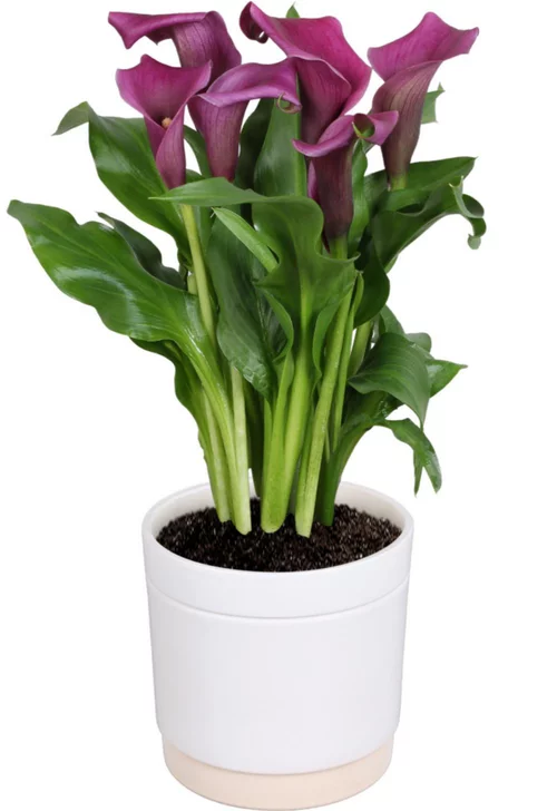 Pour équiper le jardin：Calla avec son cache-pot - Ø 15 cm