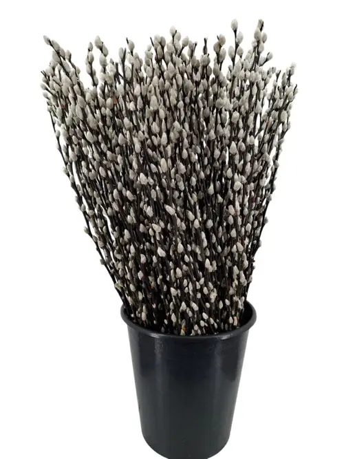 Espace vert facile:Botte végétale de saule salix chaton coloris naturel – 5 tiges