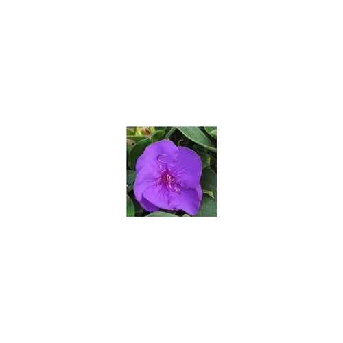 Au service de votre jardin：Tibouchina ¼ Tige bleu en pot de 3 L