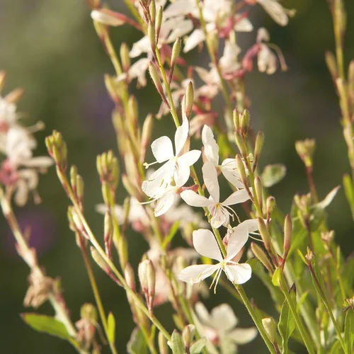 Univers extérieur：Gaura blanche en pot de 2 L