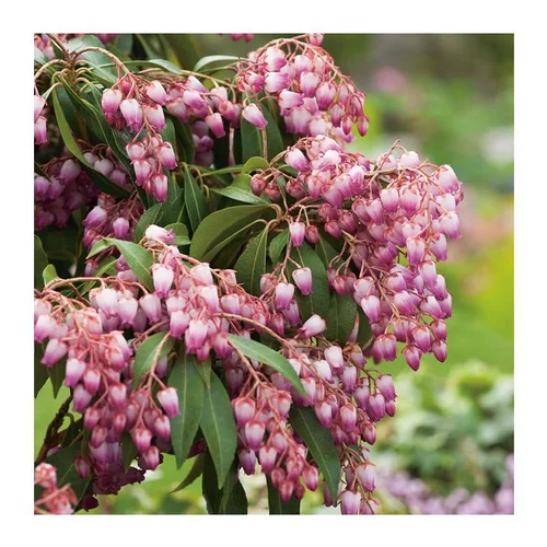 Sélection extérieure:Andromède Japonica Katsura - pot 5 L