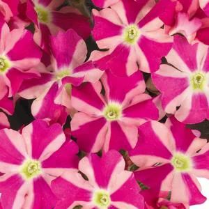 Espace vert malin:Verveine retombante pink star - Le pot de 1 litre