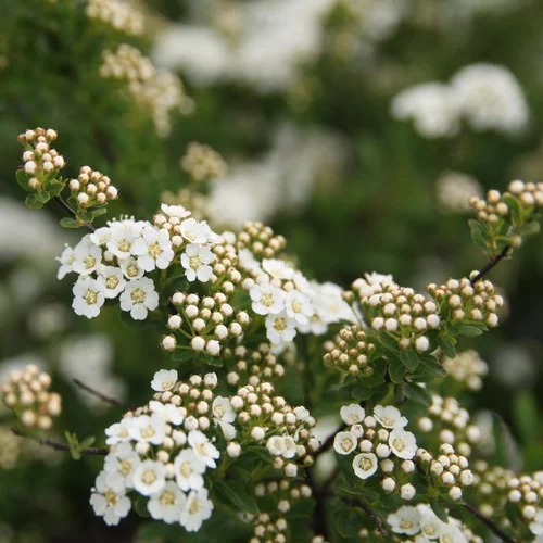 Le pratique au jardin：Spirée Japonaise Nipponica Snowmound touffe. Le pot de 7,5 litres