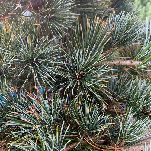Bien au jardin：Pin blanc du Japon Negishi 80/100. Le pot de 30 litres