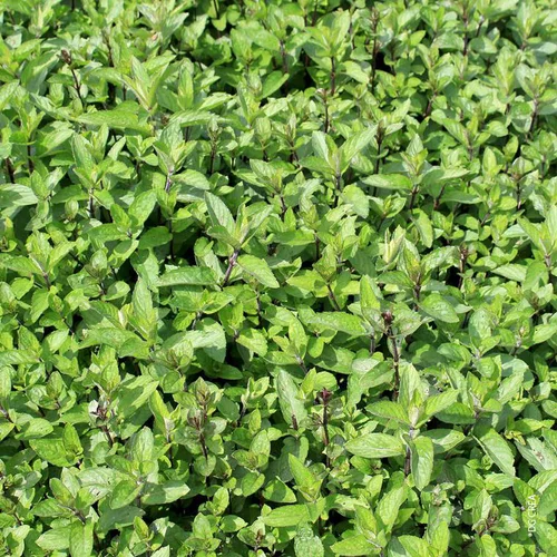 Jardin adapté:Menthe Mojito Bio. Le pot de 1 litre