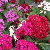À découvrir pour l’extérieur：Pentas. Le pot déco de 3 litres