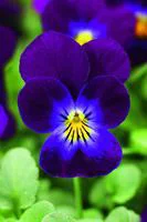 Jardin en pratique:Viola Endurio - Coupe de 23 cm