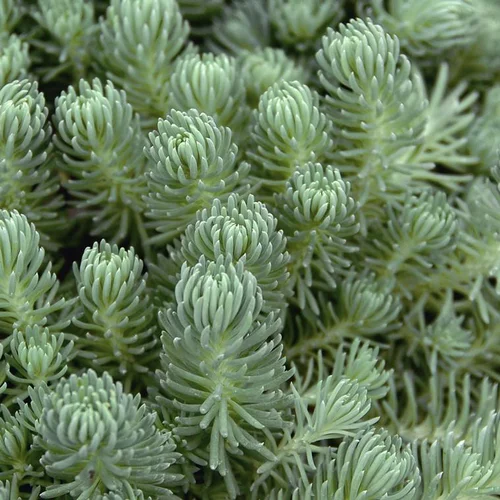 Pour équiper le jardin：Sédum dit Orpin - Le pot de 1 litre