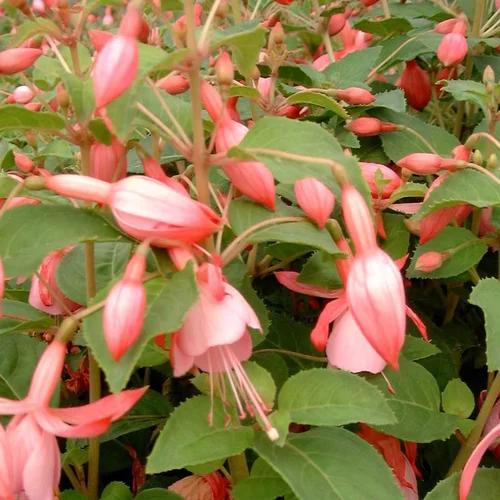 Extérieur malin：Fuchsia beacon rosa rose en pot de 2 L