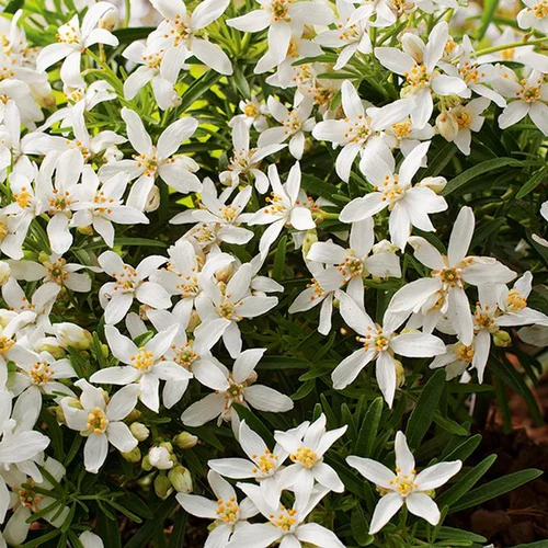 Espace vert utile：Jasmin étoilé. Le pot de 5 litres