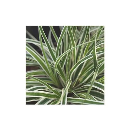 Utile pour le jardin:Carex Oshimensis Everest - Le pot de 2 litres