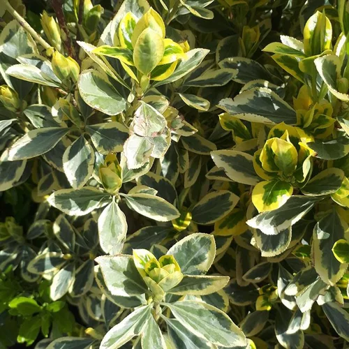 Pour mieux équiper vos extérieurs：Euonymus Japonicus ou Fusain du Japon variété Bravo vert. Le pot de 5 litres