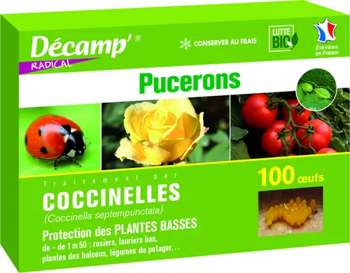 Jardin et déco：Coccinelles Septempunctata 100 oeufs