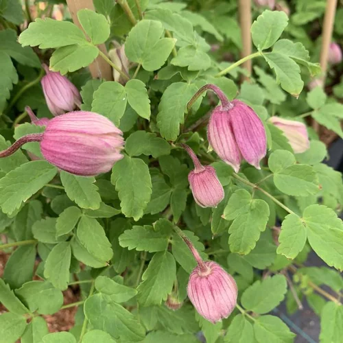 Durable au jardin：CLEMATITE PINK FLAMINGO. Le pot de 3 litres