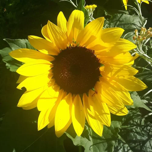 Pour plus de praticité à l’extérieur：Tournesol - Le pot de 5,7 litres