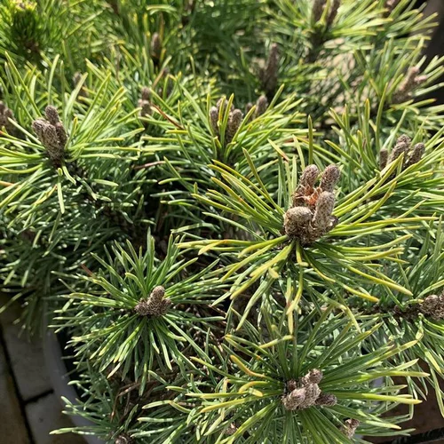 Extérieur déco：Pin (Pinus) Mugo Mops. Le pot de 5 litres