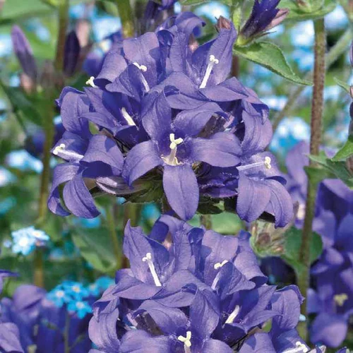 Jardin moderne:Campanule Pyramidalis bleue - Le pot de 9 x 9 cm