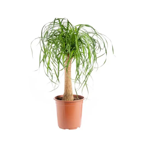 Votre jardin:Beaucarnea. Le pot Ø 21 cm