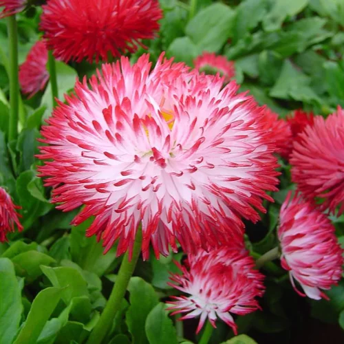 Pour plus de confort au jardin：Pâquerette pomponnette - Le pot de Ø 10 cm