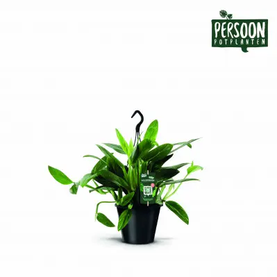 Confort jardin：Philodendron Cobra. Le pot de Ø 19 x H 45 cm