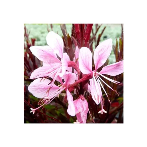 Pour vos espaces：Gaura Lindheimeri Blush - Le pot de 2 litres