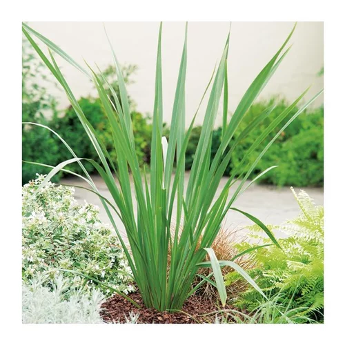Bien utile au jardin：Phormium Tenax - pot 18 L