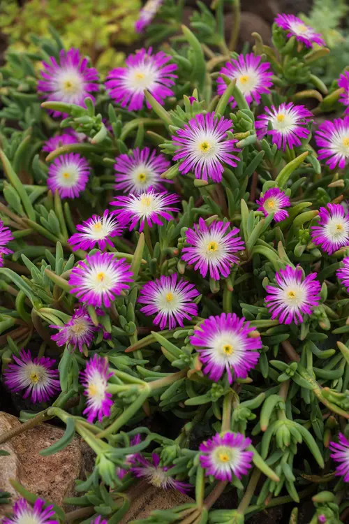 Jardin en extérieur:Pourpier WOW VIOLET WONDER - Le pot de 2 litres