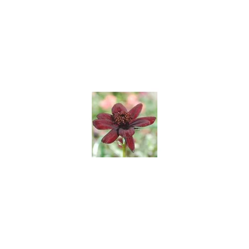 Style au jardin：cosmos chocolat - Le pot de 1 litre