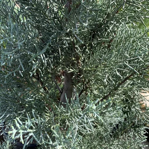 Une sélection pour l’extérieur：Cyprès de l'Arizona Fastigiata pompom. Le pot de 24 litres
