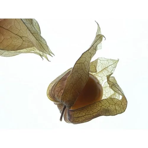 Pour le jardin：Physalis bio de France - Barquette de 100 g