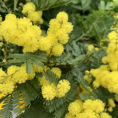 Accessoire au jardin：Mimosa Espaller. Le pot de 3 litres