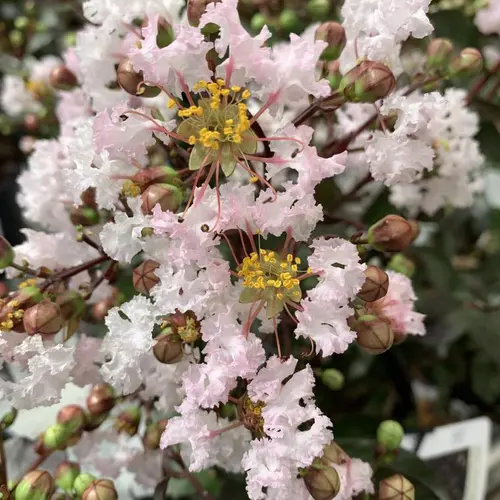 Confort extérieur：Lagerstroemia rhapsody in Pink coloris rose – 3 L